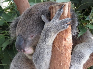 Sleeping coala